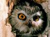 Saw Whet Owl